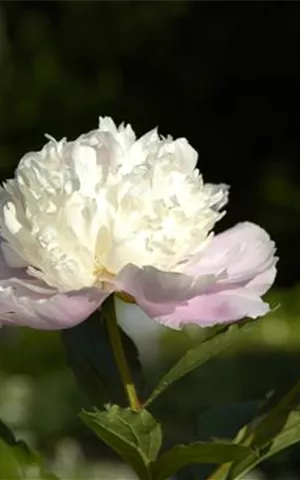 Paeonia lactiflora 'Bowl of Beauty'