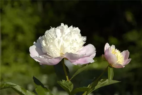 Garten-Pfingstrose - Paeonia lactiflora 'Bowl of Beauty'