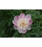 Garten-Pfingstrose - Paeonia lactiflora 'Bowl of Beauty'