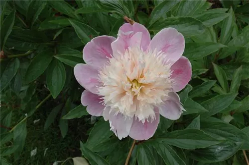 Garten-Pfingstrose - Paeonia lactiflora 'Bowl of Beauty'