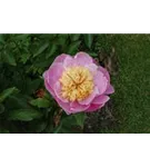 Garten-Pfingstrose - Paeonia lactiflora 'Bowl of Beauty'