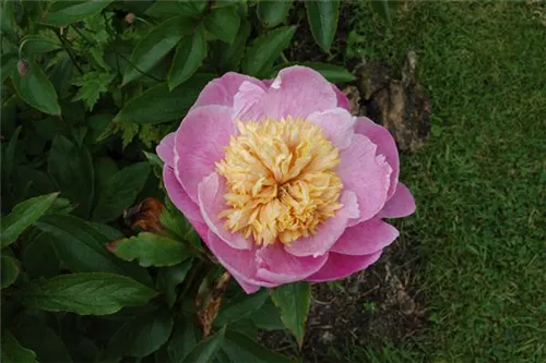 Garten-Pfingstrose - Paeonia lactiflora 'Bowl of Beauty'