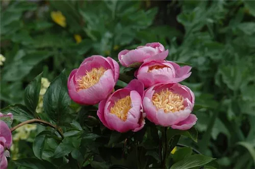 Garten-Pfingstrose - Paeonia lactiflora 'Bowl of Beauty'