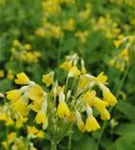 Tibetische Glocken-Schlüsselblume - Primula florindae