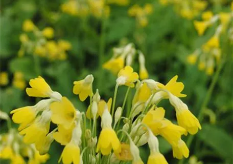 Primula florindae - Tibetische Glocken-Schlüsselblume