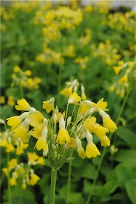 Tibetische Glocken-Schlüsselblume - Primula florindae