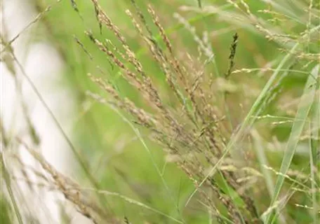 Molinia arundinacea 'Transparent' - Hohes Garten-Pfeifengras