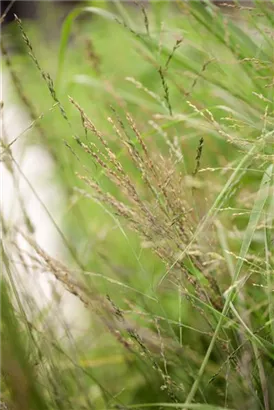 Hohes Garten-Pfeifengras - Molinia arundinacea 'Transparent'