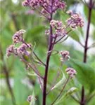 Fiederblättriges Schaublatt - Rodgersia pinnata