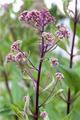 Fiederblättriges Schaublatt - Rodgersia pinnata