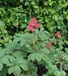 Fiederblättriges Schaublatt - Rodgersia pinnata