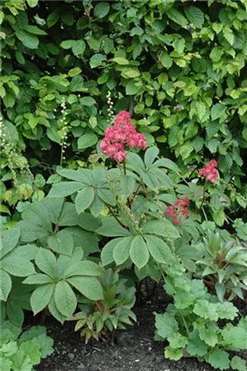 Fiederblättriges Schaublatt - Rodgersia pinnata