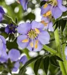 Garten-Jakobsleiter - Polemonium caeruleum 'Azuro'