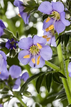 Garten-Jakobsleiter - Polemonium caeruleum 'Azuro'