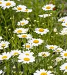 Großblumige Garten-Margerite - Leucanthemum x superb.'Snow Lady'