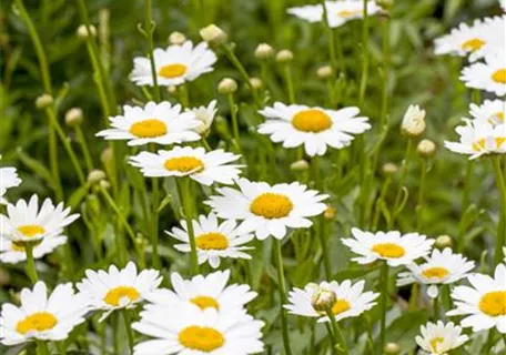 Leucanthemum x superb.'Snow Lady' - Großblumige Garten-Margerite