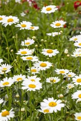 Großblumige Garten-Margerite - Leucanthemum x superb.'Snow Lady'