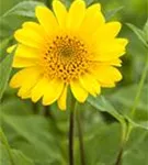 Garten-Stauden-Sonnenblume - Helianthus decapetalus 'Meteor'