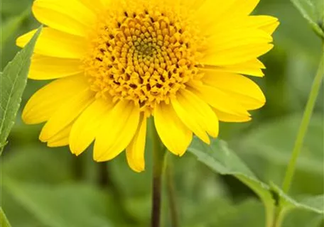 Helianthus decapetalus 'Meteor' - Garten-Stauden-Sonnenblume