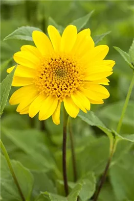 Garten-Stauden-Sonnenblume - Helianthus decapetalus 'Meteor'