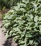 Graublättrige Weißrand-Garten-Funkie - Hosta x fortunei 'Francee'