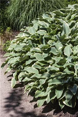 Graublättrige Weißrand-Garten-Funkie - Hosta x fortunei 'Francee'