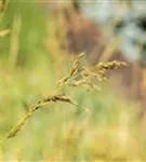 Hohes Garten-Pfeifengras - Molinia arundinacea 'Windspiel'