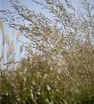 Hohes Garten-Pfeifengras - Molinia arundinacea 'Windspiel'