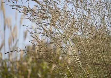 Molinia arundinacea 'Windspiel' - Hohes Garten-Pfeifengras