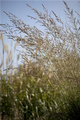 Hohes Garten-Pfeifengras - Molinia arundinacea 'Windspiel'