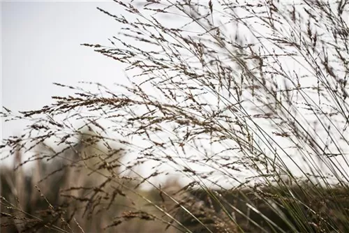 Hohes Garten-Pfeifengras - Molinia arundinacea 'Windspiel'