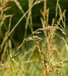 Hohes Garten-Pfeifengras - Molinia arundinacea 'Windspiel'