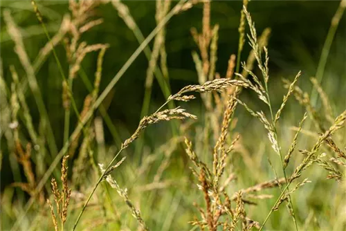 Hohes Garten-Pfeifengras - Molinia arundinacea 'Windspiel'