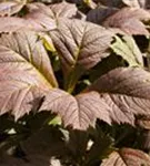 Garten-Schaublatt - Rodgersia podophylla 'Rotlaub'