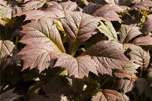 Garten-Schaublatt - Rodgersia podophylla 'Rotlaub'