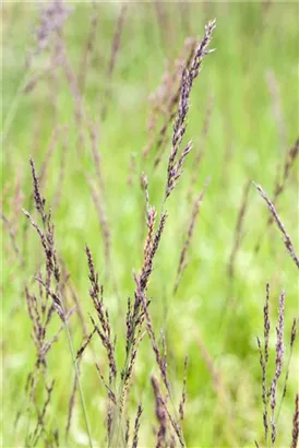 Kleines Garten-Pfeifengras - Molinia caerulea 'Edith Dudszus'