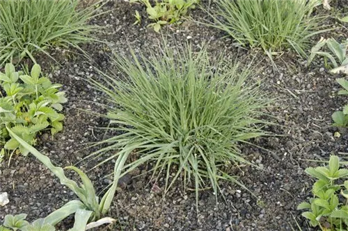 Kleines Garten-Pfeifengras - Molinia caerulea 'Edith Dudszus'