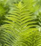 Glanz-Schildfarn - Polystichum aculeatum