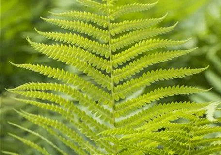 Polystichum aculeatum - Glanz-Schildfarn