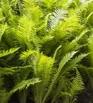 Glanz-Schildfarn - Polystichum aculeatum