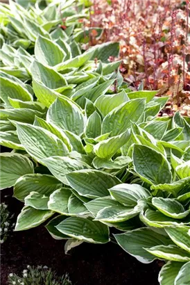 Graublättrige Goldrand-Garten-Funkie - Hosta x fortunei 'Patriot'