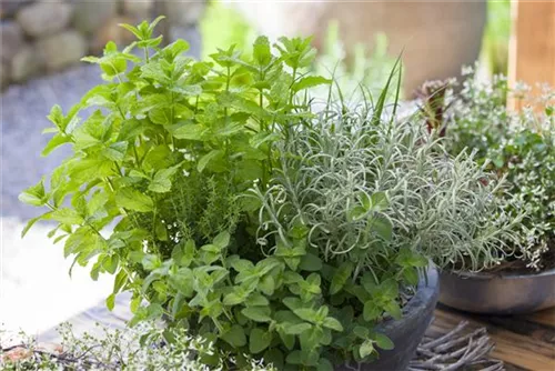 Garten-Dost - Origanum vulgare 'Polyphant'