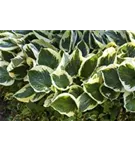 Gaublättrige Goldrand-Garten-Funkie - Hosta x fortunei 'Aureomarginata'