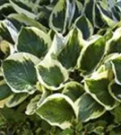 Graublättrige Goldrand-Garten-Funkie - Hosta x fortunei 'Patriot'