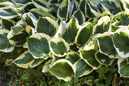 Graublättrige Goldrand-Garten-Funkie - Hosta x fortunei 'Patriot'