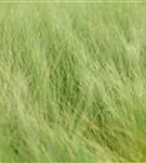 Dünnblättriges Federgras - Stipa tenuifolia