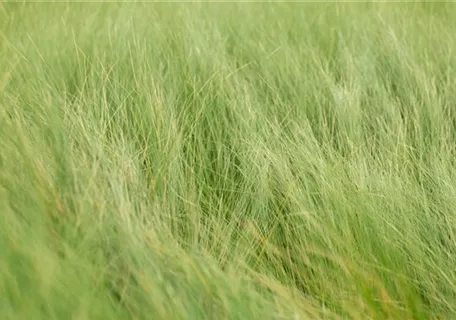 Stipa tenuifolia - Dünnblättriges Federgras