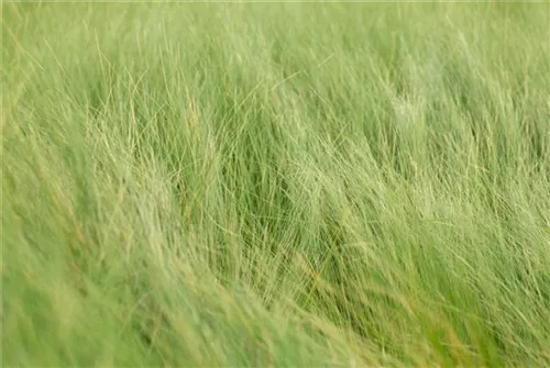 Dünnblättriges Federgras - Stipa tenuifolia