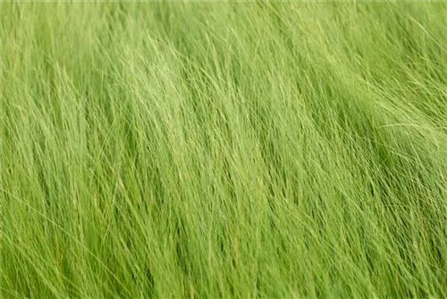 Dünnblättriges Federgras - Stipa tenuifolia