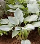 Graublaue Garten-Funkie - Hosta x tardiana 'Halcyon'